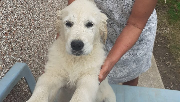 Beautiful Golden Retriever Puppies for sale