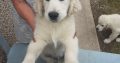 Beautiful Golden Retriever Puppies for sale