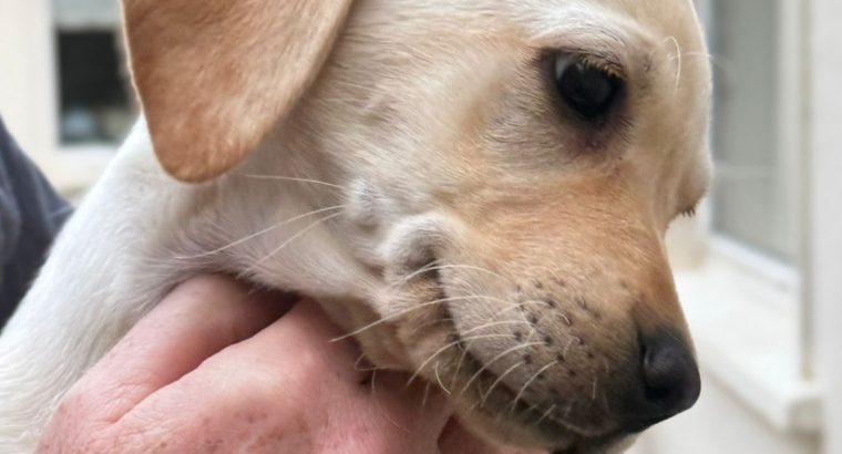 Labrador Retriever Puppies