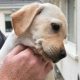 Labrador Retriever Puppies