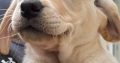 Labrador Retriever Puppies