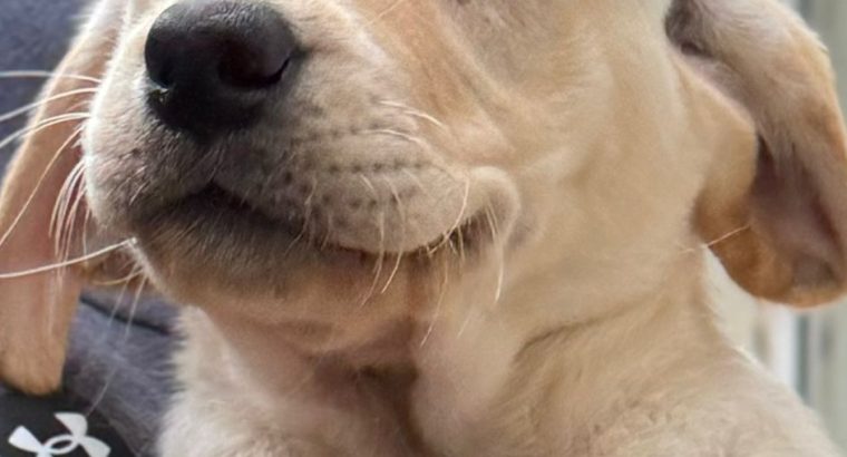 Labrador Retriever Puppies