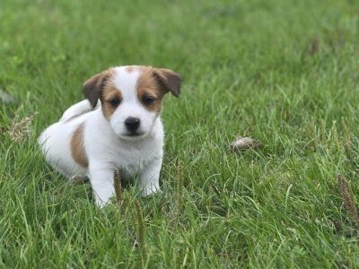 KC JR puppies