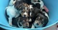 5 tricolor, friendly miniature Jack Russell pups