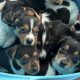 5 tricolor, friendly miniature Jack Russell pups
