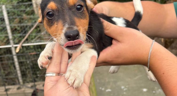 5 tricolor, friendly miniature Jack Russell pups