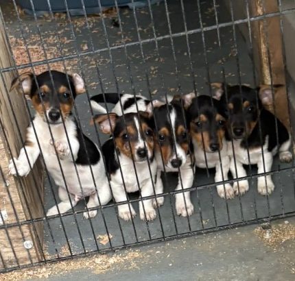 5 tricolor, friendly miniature Jack Russell pups