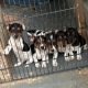 5 tricolor, friendly miniature Jack Russell pups