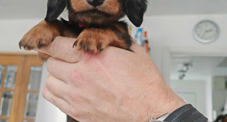 KANINCHEN size long haired dachshund