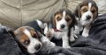 Beautiful Beagle puppies pups tricolour
