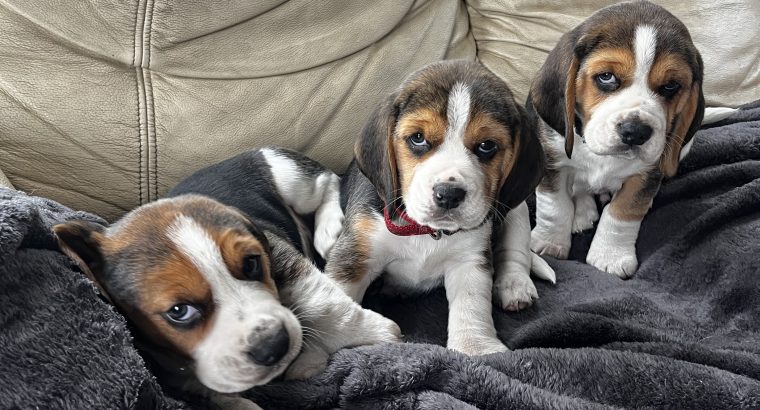 Beautiful Beagle puppies pups tricolour