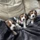 Beautiful Beagle puppies pups tricolour