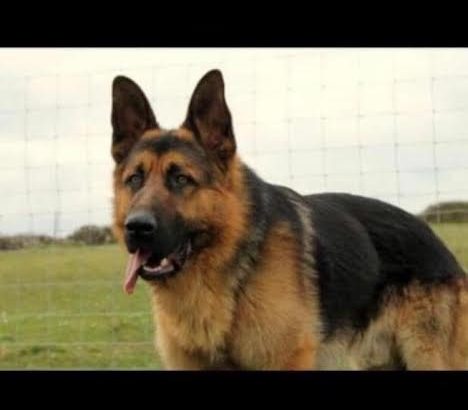 Traditional Straight Back German Shepherds