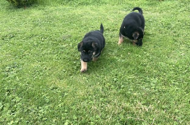 Traditional Straight Back German Shepherds