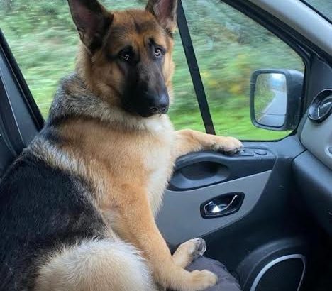 Traditional Straight Back German Shepherds