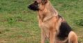 Traditional Straight Back German Shepherds