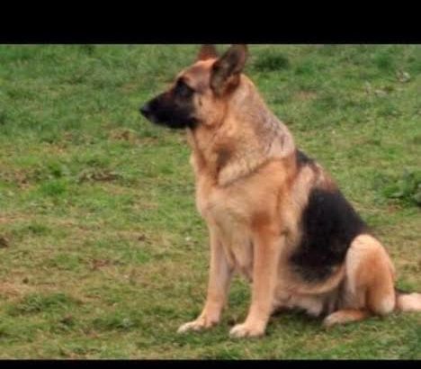 Traditional Straight Back German Shepherds