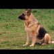 Traditional Straight Back German Shepherds