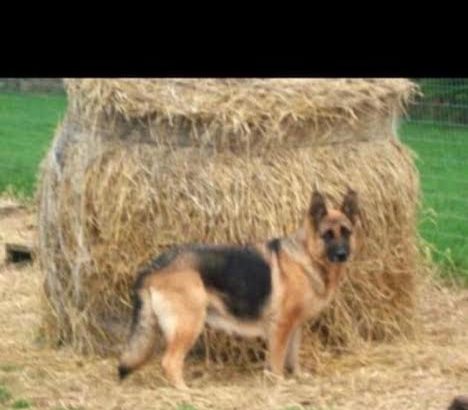 Traditional Straight Back German Shepherds