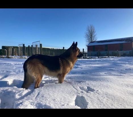 Traditional Straight Back German Shepherds