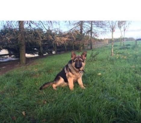Traditional Straight Back German Shepherds