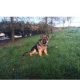 Traditional Straight Back German Shepherds