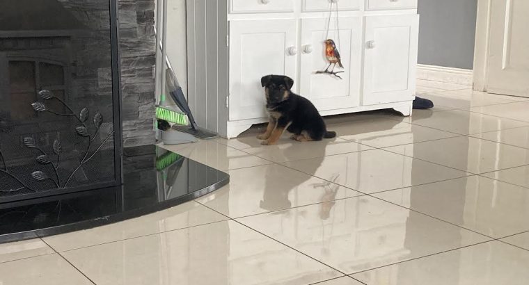 Traditional Straight Back German Shepherds