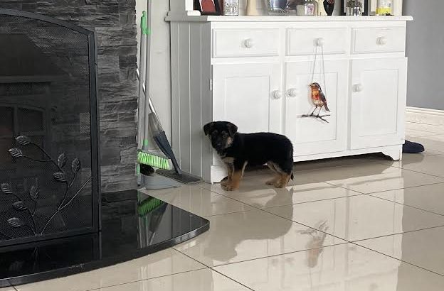 Traditional Straight Back German Shepherds