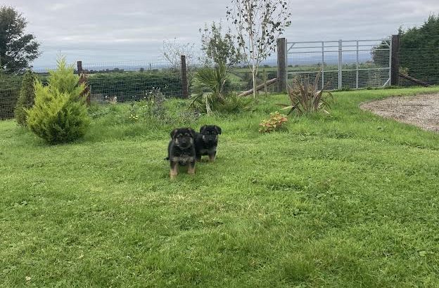 Traditional Straight Back German Shepherds