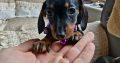 Miniature Dachshund Puppies