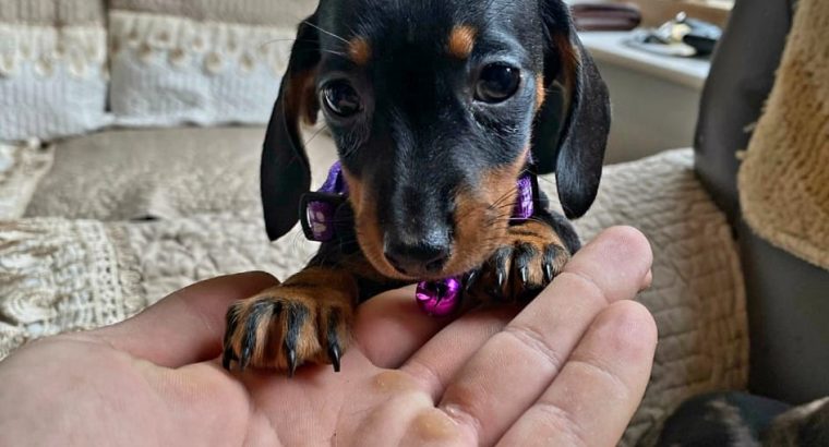 Miniature Dachshund Puppies