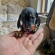 Miniature Dachshund Puppies