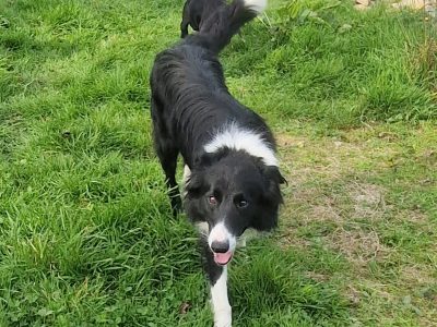 Australian Kelpie Cross Puppies in Ballinhassig
