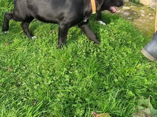 Kelpie cross Collie pups