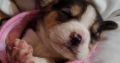 4 Beagle Puppies for sale