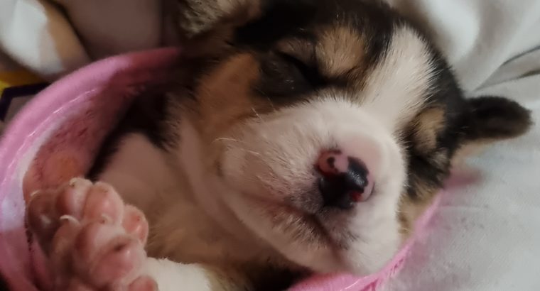 4 Beagle Puppies for sale