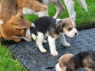 Beagle Puppies For Sale