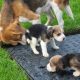 Beagle Puppies For Sale