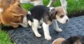 4 Beagle Puppies for sale