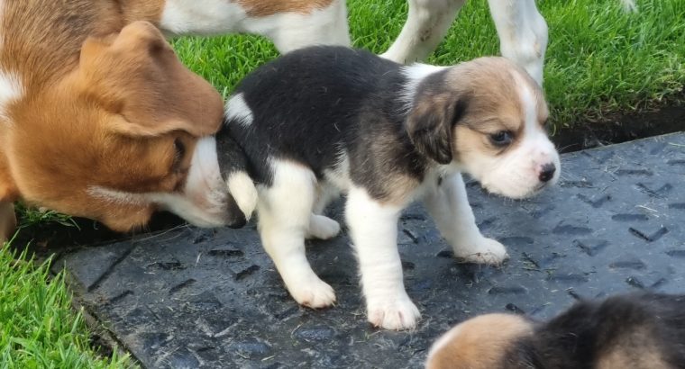 4 Beagle Puppies for sale