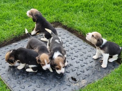 Beagle Puppies For Sale