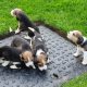 Beagle Puppies For Sale