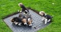 4 Beagle Puppies for sale