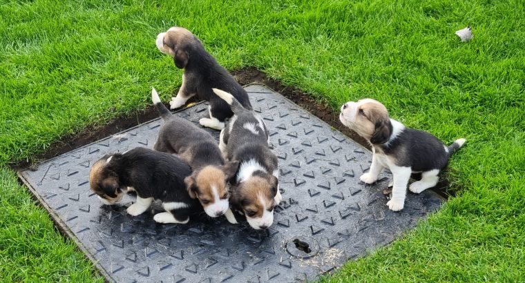 4 Beagle Puppies for sale