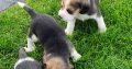 Beagle Puppies For Sale