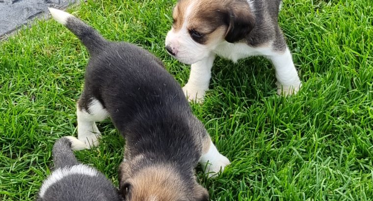 Beagle Puppies For Sale