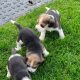 Beagle Puppies For Sale