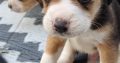 4 Beagle Puppies for sale