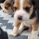 4 Beagle Puppies for sale