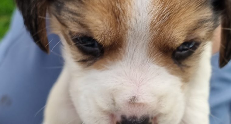 Beagle Puppies For Sale